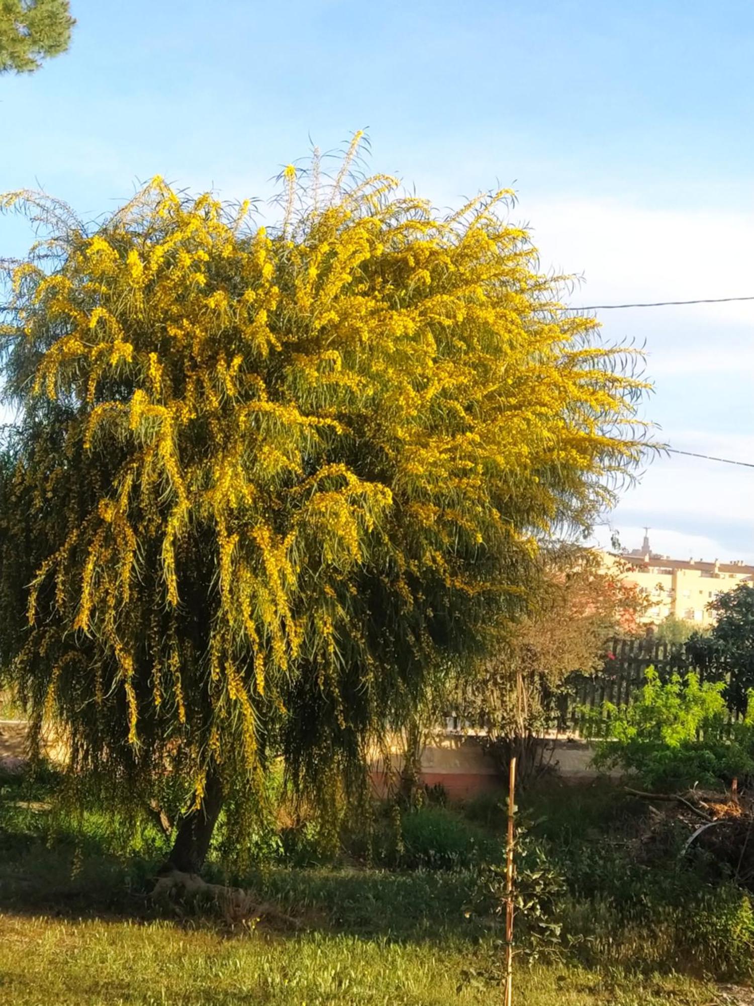 La Toscana Мурсія Екстер'єр фото